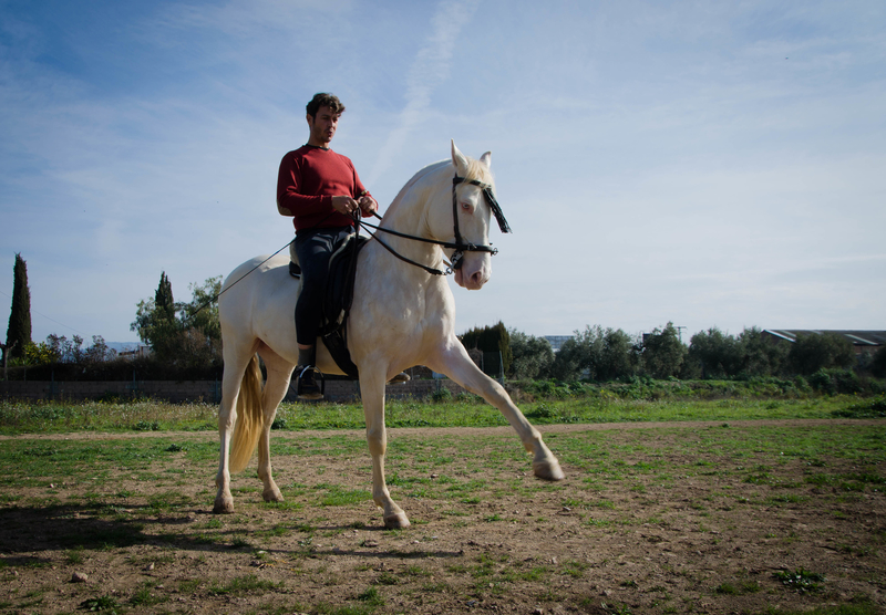 Potro Cremello en venta - Lusitano\ P.R.E.