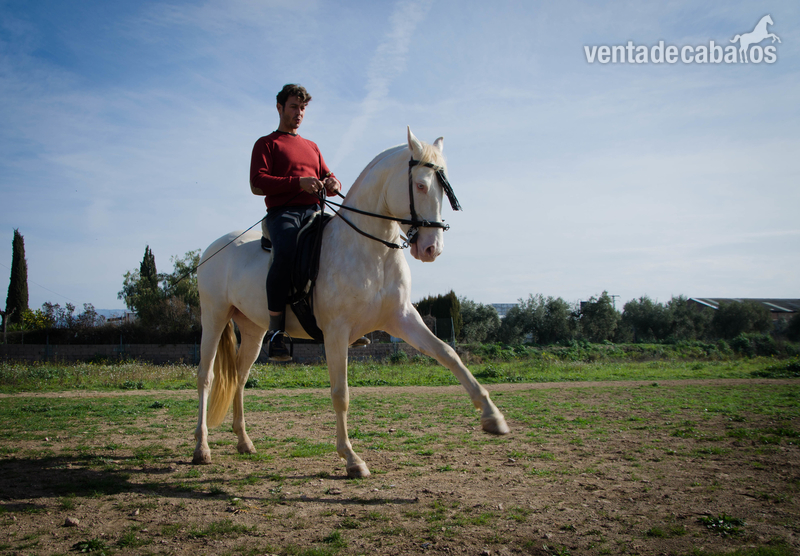 Potro Cremello en venta - Lusitano\ P.R.E.
