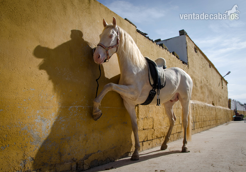 Potro Cremello en venta - Potros