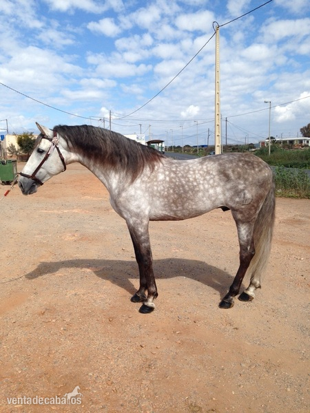 PRE ELITE/ Andalusian Horse in 