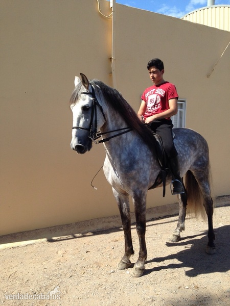 Caballos Pura Raza Española (P.R.E.) Pura Raza Española - PRE ELITE/ Andalusian Horse