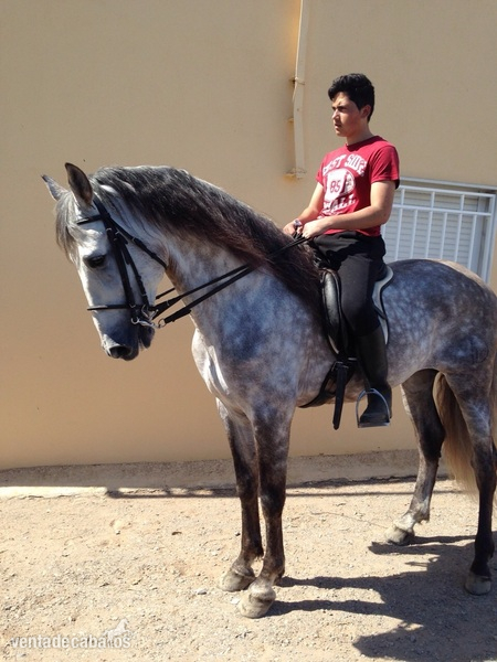 PRE ELITE/ Andalusian Horse - Caballos Pura Raza Española (P.R.E.) Pura Raza Española