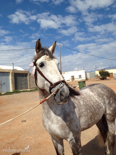 PRE ELITE/ Andalusian Horse - Pura Raza Española