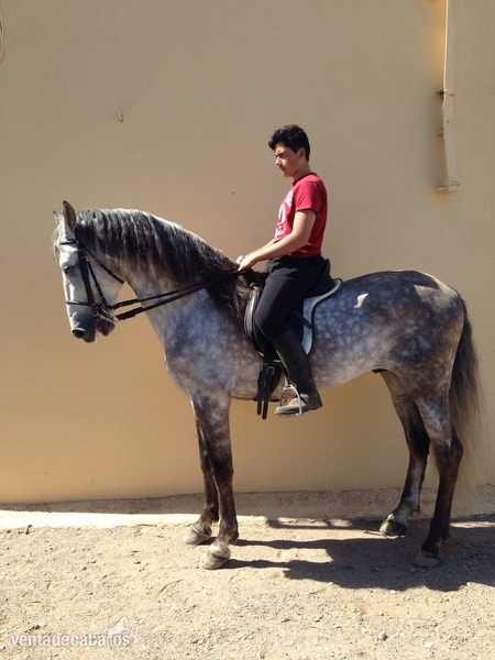 PRE ELITE/ Andalusian Horse - Caballos Pura Raza Española (P.R.E.)
