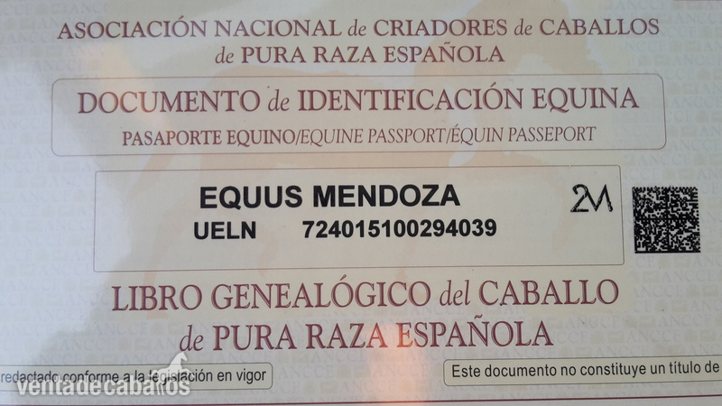 Caballos Pura Raza Española (P.R.E.) Pura Raza Española - Vendo yegua Pre