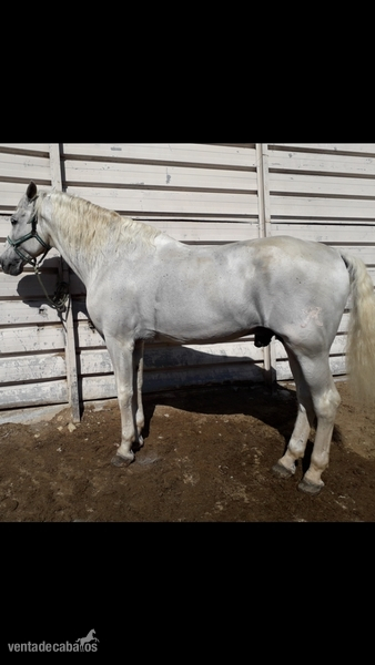 magnífico ejemplar en venta in 
