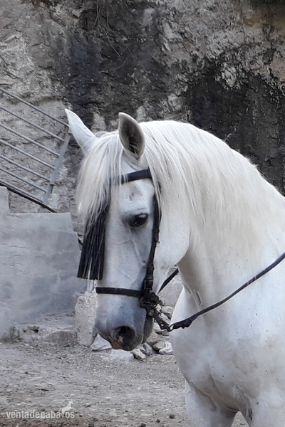 Caballos Pura Raza Española (P.R.E.) pre - magnífico ejemplar en venta