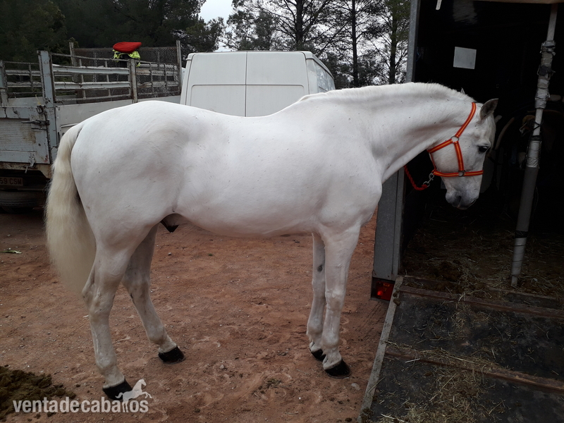magnífico ejemplar en venta - Caballos Pura Raza Española (P.R.E.) pre