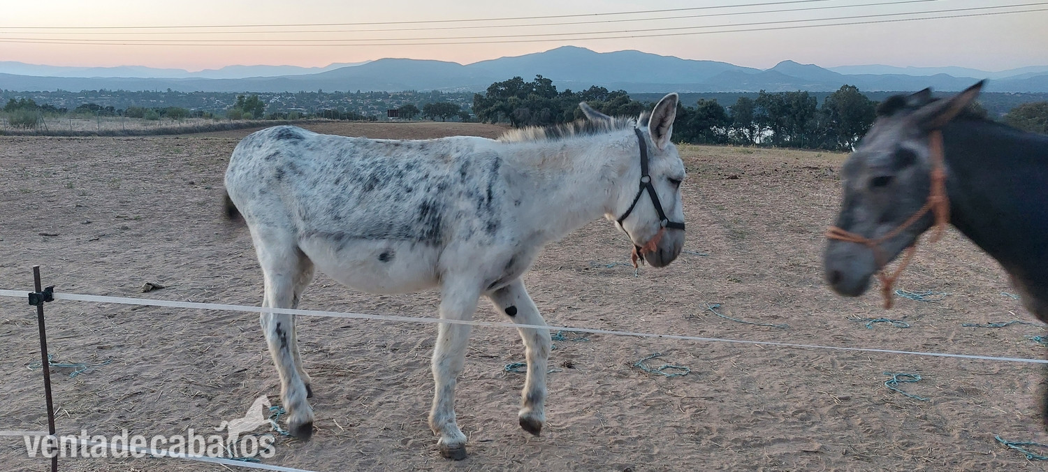 Burro  en venta  in 