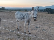 Burro  en venta 