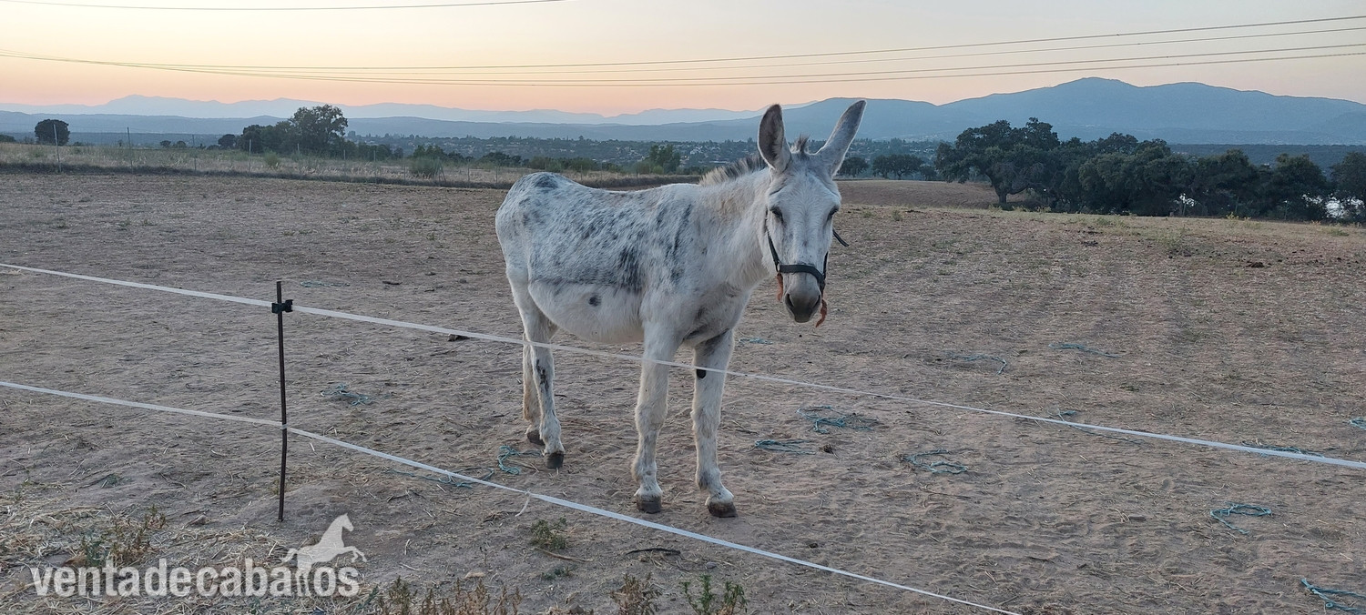 Burros EMPTY - Burro  en venta 