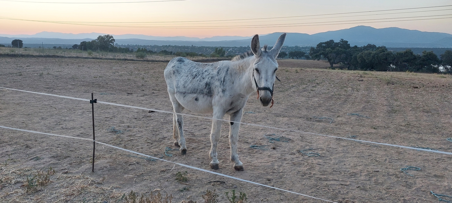 Burros EMPTY - Burro  en venta 