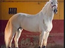 Caballo capado PRE 14 anos