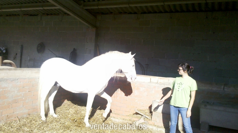Vendo CABALLO ENTERO PRE in 