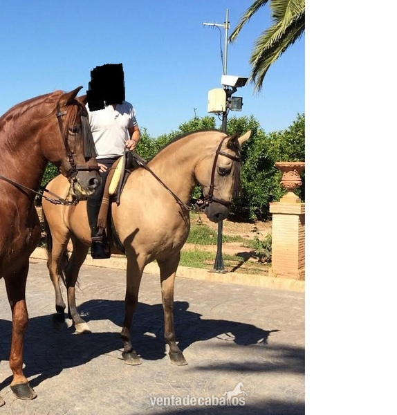 Caballo castrado bayo in 