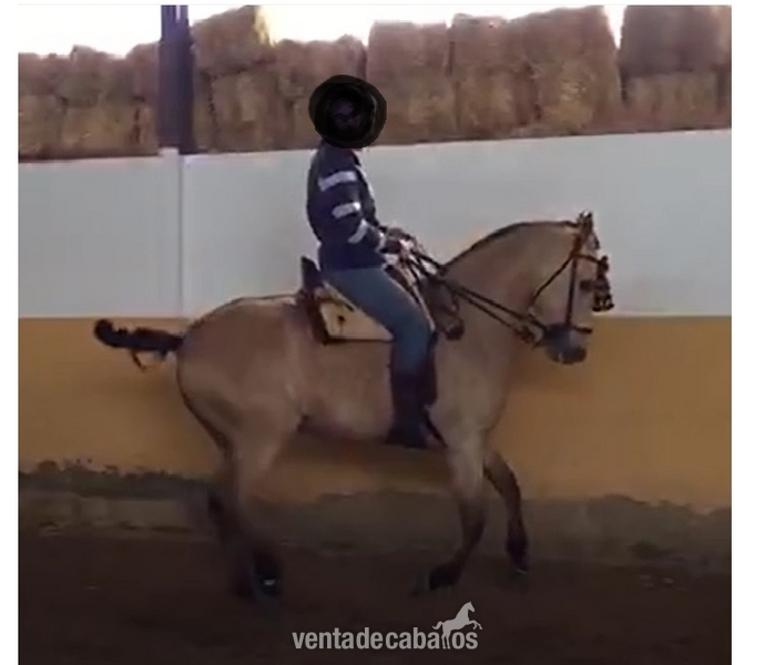 Cruzado {TYPE}