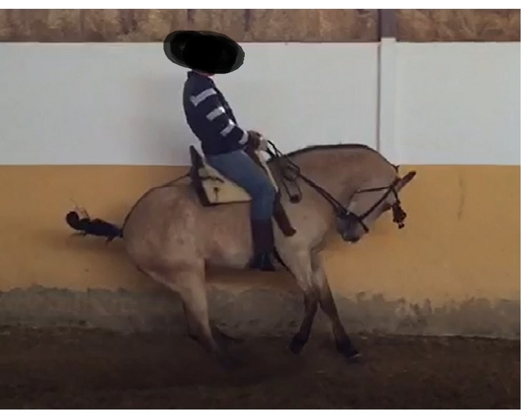 Caballos Capados Cruzado - Caballo castrado bayo