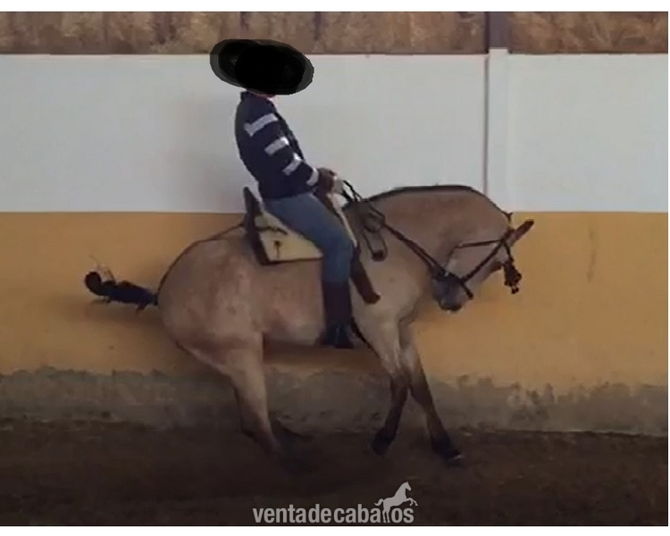 Caballos Capados Cruzado - Caballo castrado bayo