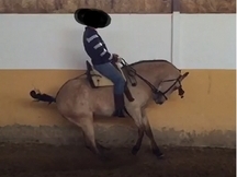 Caballo castrado bayo