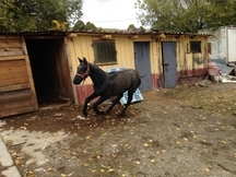 Potra torda cruzada