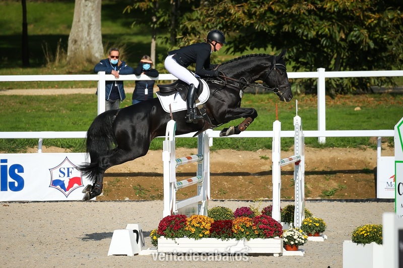 Sobresaliente caballo castrado Allrounder Hannoveriano in 
