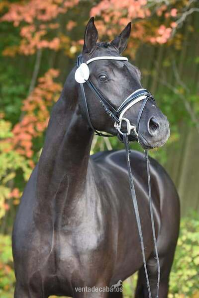 Hanoverian