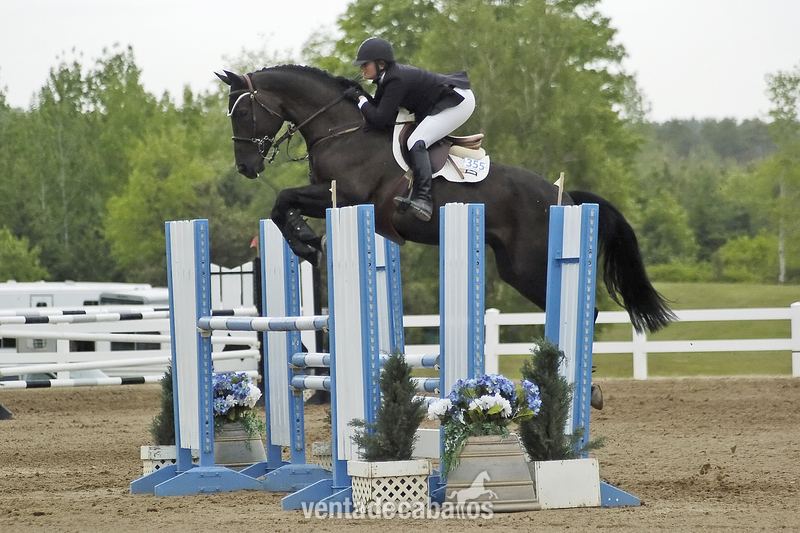 Hanoverian {TYPE}