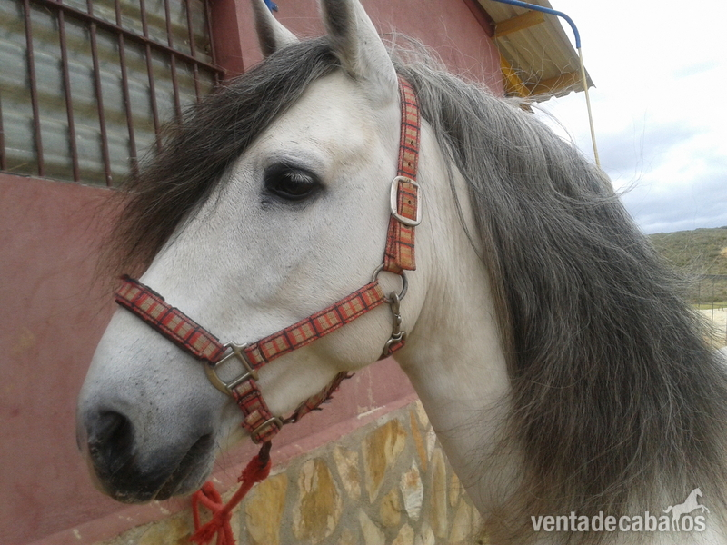 Andaluz