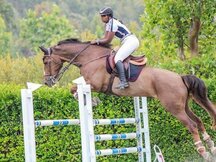 En venta caballo