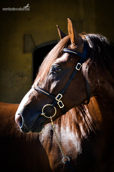 Caballo Puro Lusitano in 