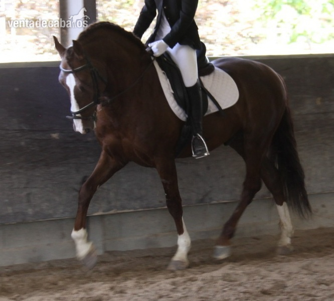 Caballo Puro Lusitano - Caballos Enteros in 
