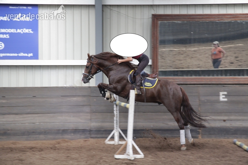 Caballo Puro Lusitano - Caballos Enteros
