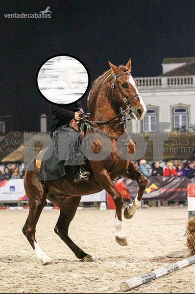 Caballo Puro Lusitano 
