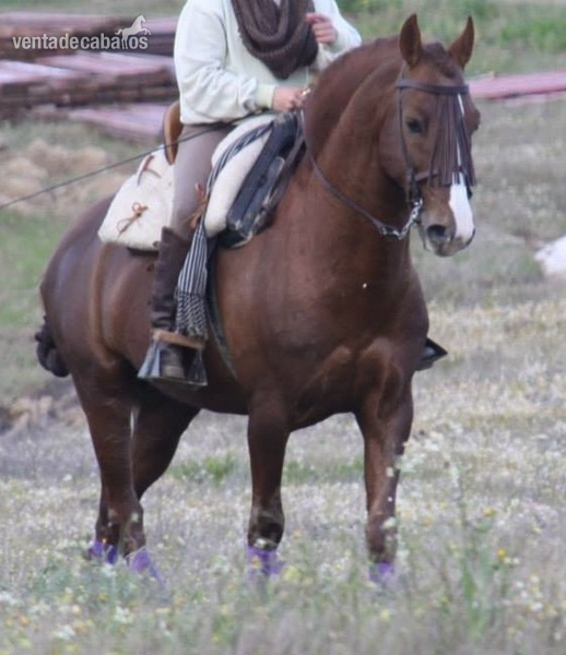 Caballos Enteros - Caballo Puro Lusitano in 
