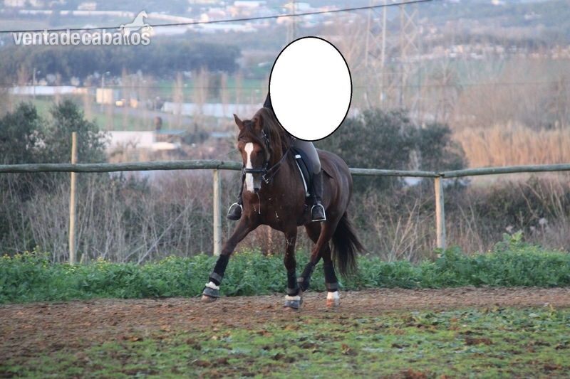 Caballos Enteros - Caballo Puro Lusitano