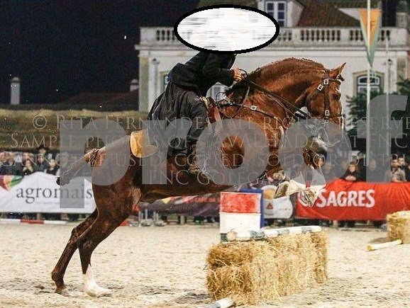 Lusitano