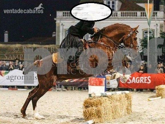 Lusitano