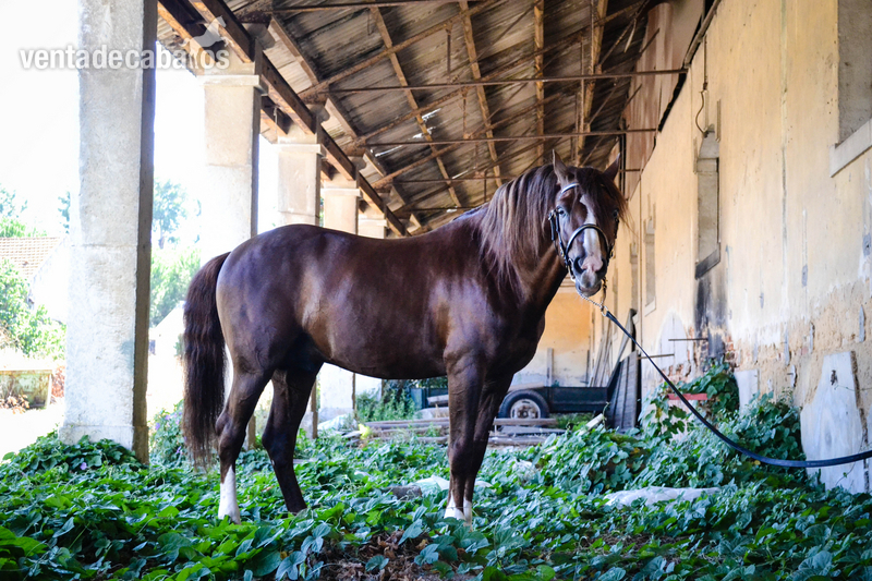 Lusitano {TYPE}