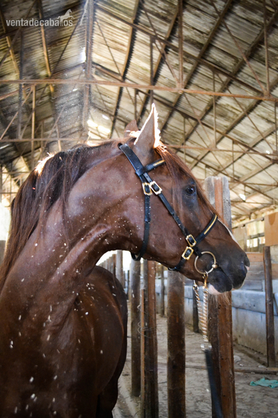 Caballos Enteros Lusitano - Caballo Puro Lusitano