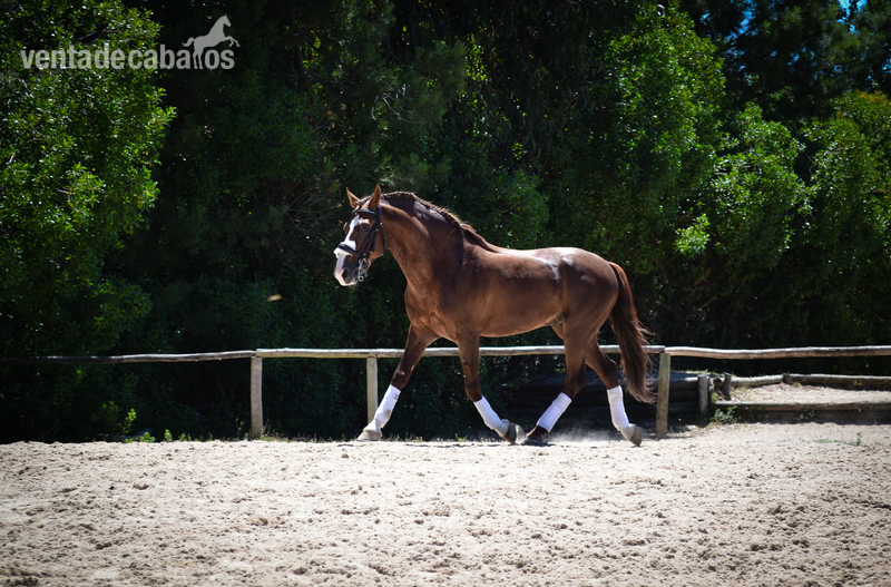 Caballo Puro Lusitano - Caballos Enteros Lusitano