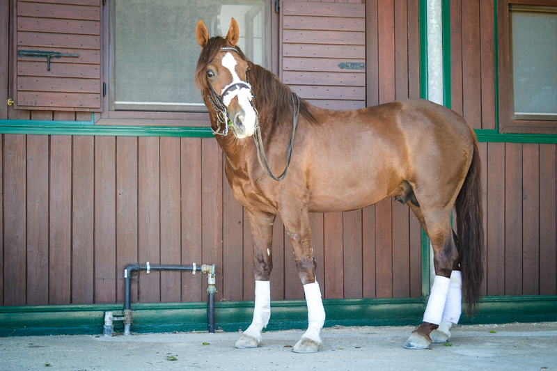 Caballo Puro Lusitano - Lusitano