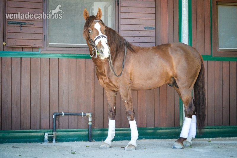 Caballo Puro Lusitano - Lusitano