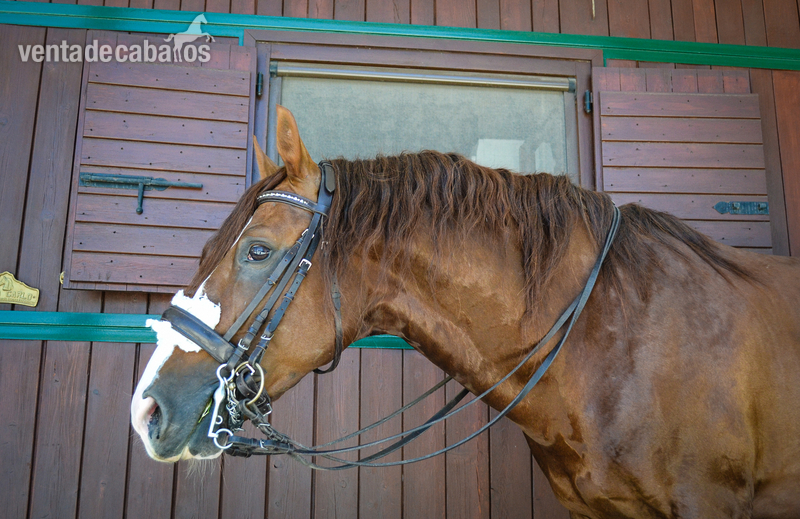 Caballo Puro Lusitano - Caballos Enteros