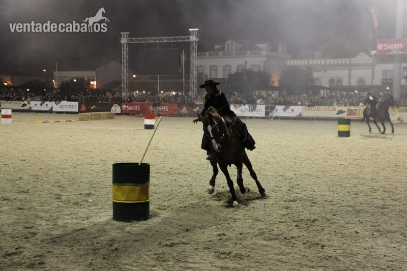 Caballo Puro Lusitano