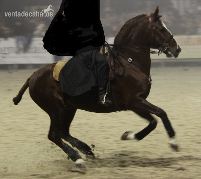  Caballo Puro Lusitano