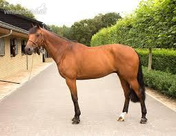 Caballos & Ganado | VENDO CABALLO PINTO PARA HIPICO in 