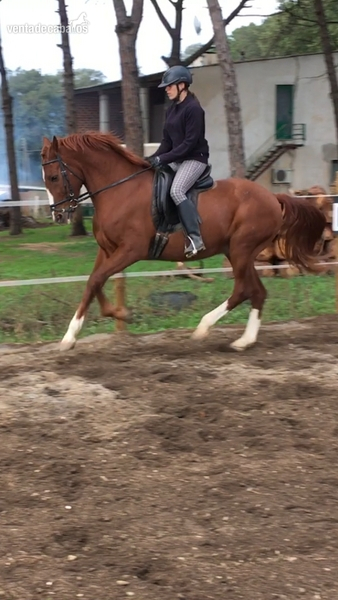 Vendo caballo alazan in 