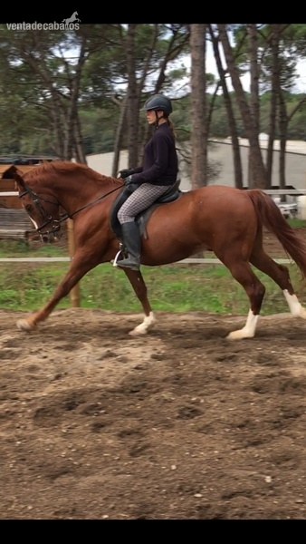 Cruzado {TYPE}