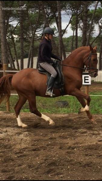 Caballos Capados Cruzado - Vendo caballo alazan