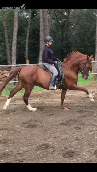Vendo caballo alazan - Caballos Capados Cruzado